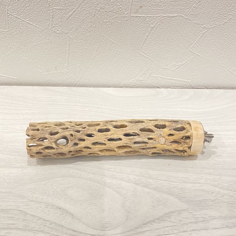 カクタスパーチ⑥ 極小直径2-3cm/15cm
