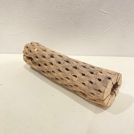 カクタスパーチ(S) 直径約5cm/長さ20cm