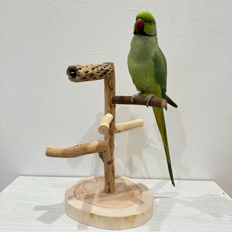ツタとカクタスと自然木のツリーバードアスレチック【インコのおもちゃ・自然木のとまり木】