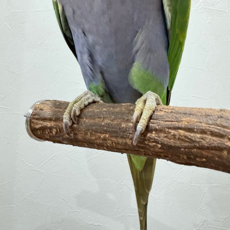殿様パーチ（自然木ツタ） HOEI465サイズ 直径約3cm シロハラインコ 【インコ 天然木の止まり木】