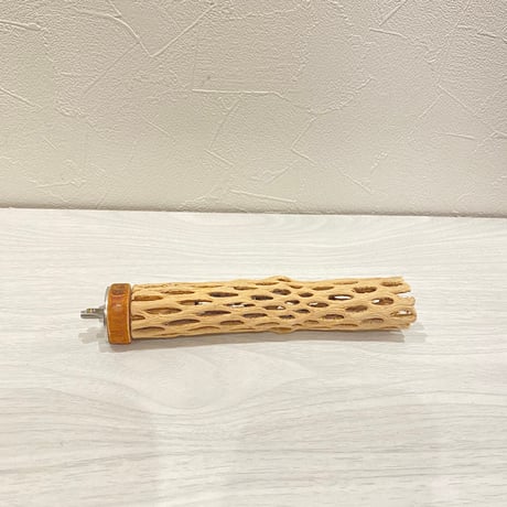 カクタスパーチ⑪ 極小直径2-3cm/15cm