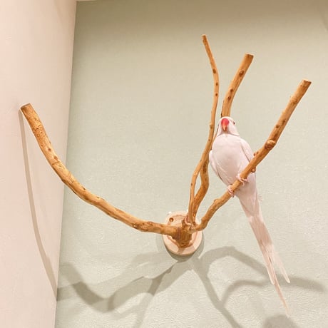 ピノキオの鼻 ②  中型から大型用