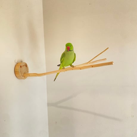 桧のピノキオの鼻 ⑤【インコ・小鳥のおもちゃ　自然木の止まり木】