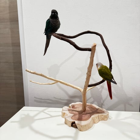 自然木の鳥用品 鳥豆堂【トリマメドウ】バードアスレチック・カクタス