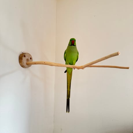 桧のピノキオの鼻②