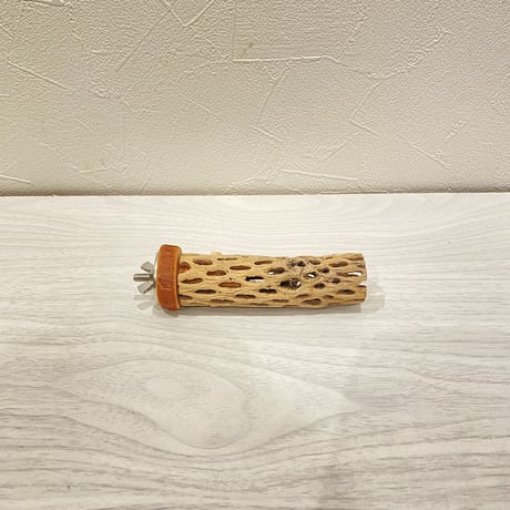 カクタスパーチ② 極小直径2-3cm/10cm
