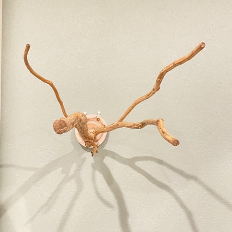 ピノキオの鼻 ⑤ 中型から大型用