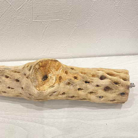 ケージサイズカクタスパーチ⑧  中サイズ（直径約5.5cm）HOEI465