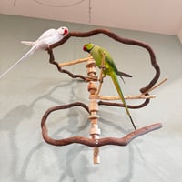 大きめ中型さん コトリのなる木カスタム　つり下げゆらゆらバードアスレチック【インコ・オウムのおもちゃ・自然木の止まり木】