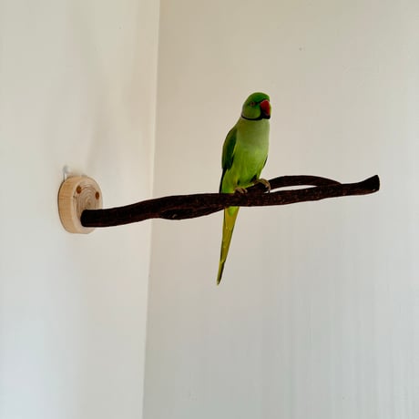 ツタのピノキオの鼻