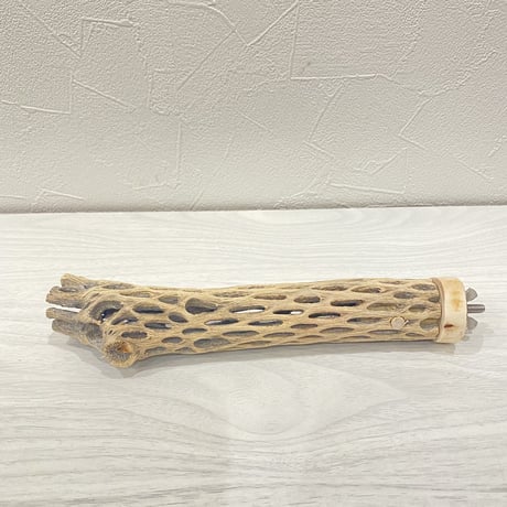 カクタスパーチ⑦ 極小直径2-3cm/19cm