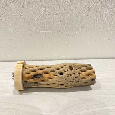 カクタスパーチ⑥ 中直径約5.5cm/15cm