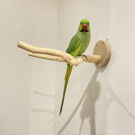 ピノキオの鼻 ④ 桧（ヒノキ）