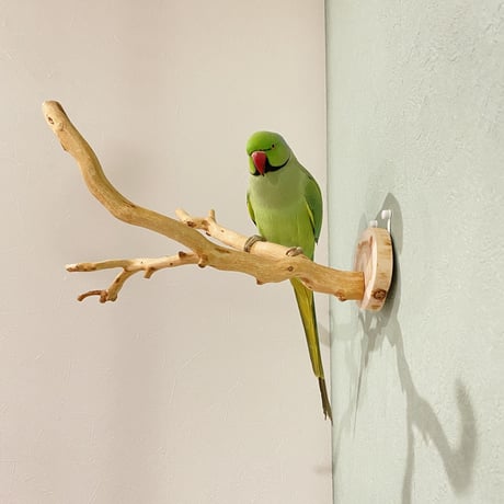 ピノキオの鼻 ③