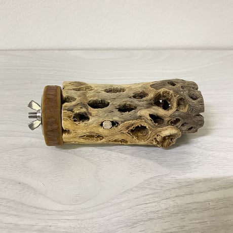 カクタスパーチ 中サイズ⑥ 直径約5cm 長さ/10cm