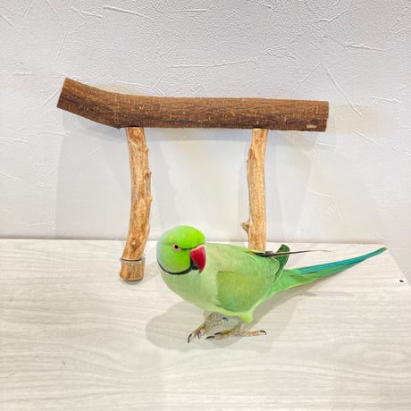 使い方いろいろ 屋上ツタパーチ【1】  横29cm 高さ18.5cm