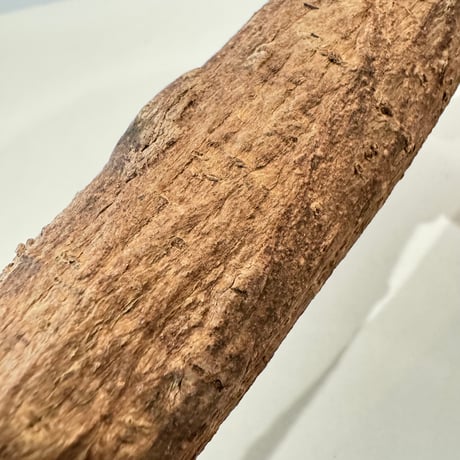 自然木（ツタ）パーチ 直径約3cm/長さ20cm