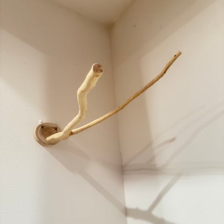 貝塚伊吹のピノキオの鼻② 【インコの止まり木 自然木 天然木】