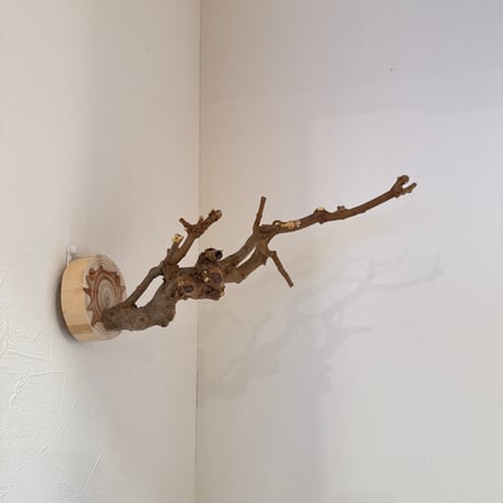 トウカエデのピノキオの鼻【A】