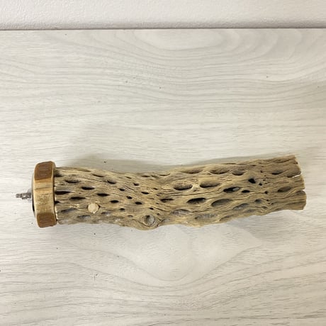 カクタスパーチ⑥ 小サイズ 直径（約3-4cm）長さ/16cm