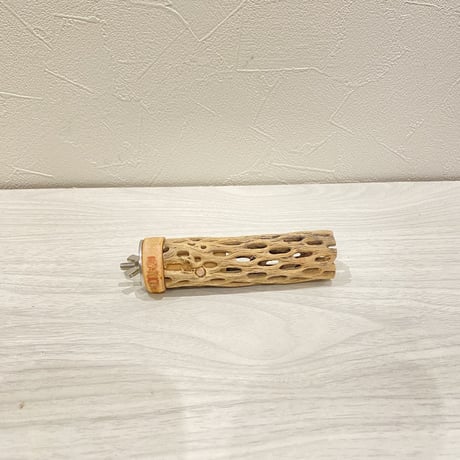カクタスパーチ⑥ 極小直径2-3cm/10cm