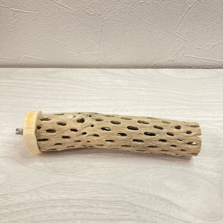 カクタスパーチF【F】 小 直径4cm前後 長さ15cm