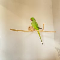 桧のピノキオの鼻 ⑥【インコ・小鳥のおもちゃ　自然木の止まり木】