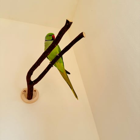 ツタのピノキオの鼻
