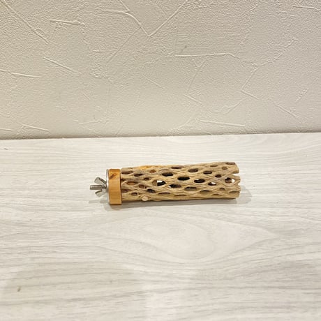 カクタスパーチ⑦ 極小直径2-3cm/10cm