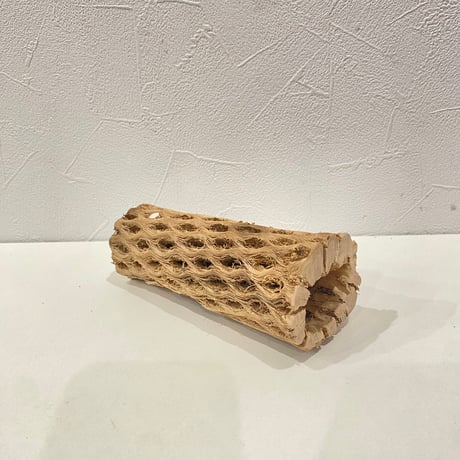 カクタスパーチ⑭ 直径約5cm/長さ14.5cm