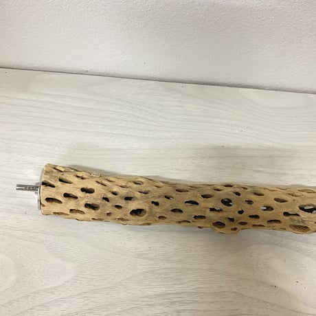 ケージサイズカクタスパーチ 極小サイズ直径2-3cm HOEI465 ⑤
