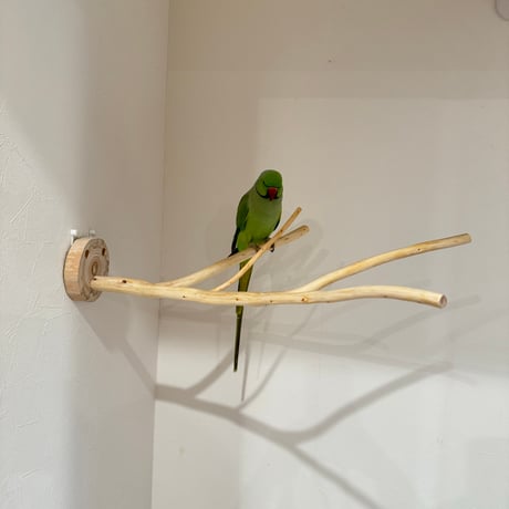 桧のピノキオの鼻 ①