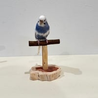ツタのスタンドパーチ【インコ 体重測定用】②　インコ・小鳥の健康管理に