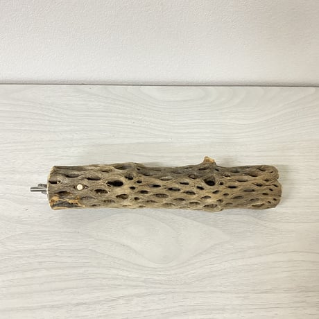 ハートフルキャリーサイズ カクタスパーチ② 小サイズ直径3-4cm