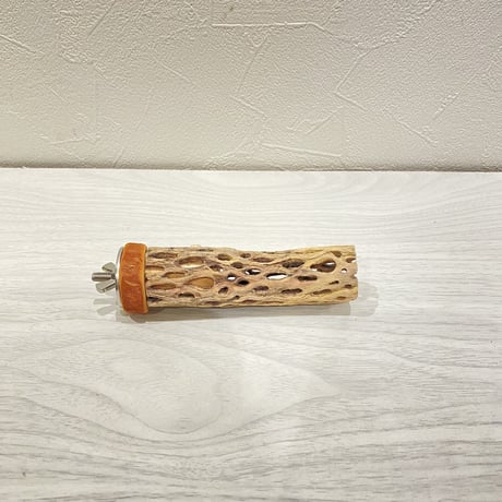 カクタスパーチ④ 極小直径2-3cm/10cm