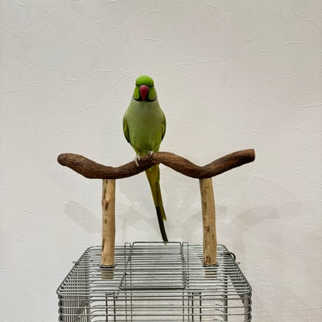 使い方いろいろ 屋上ツタパーチ横35cm 高さ17~20cm