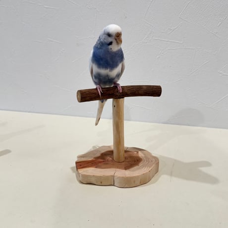 ツタのスタンドパーチ【インコ 体重測定用】③　インコ・小鳥の健康管理に