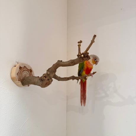 トウカエデのピノキオの鼻【B】