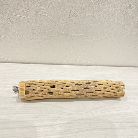カクタスパーチ⑤ 小サイズ直径3.5〜4cm/20cm