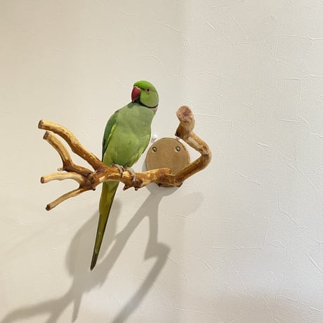 ピノキオの鼻 ⑦