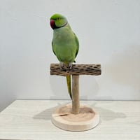【体重測定用】カクタスのスタンドパーチ①　パーチ長さ16cm／高さ17cm