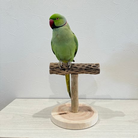 【体重測定用】カクタスのスタンドパーチ①　パーチ長さ16cm／高さ17cm