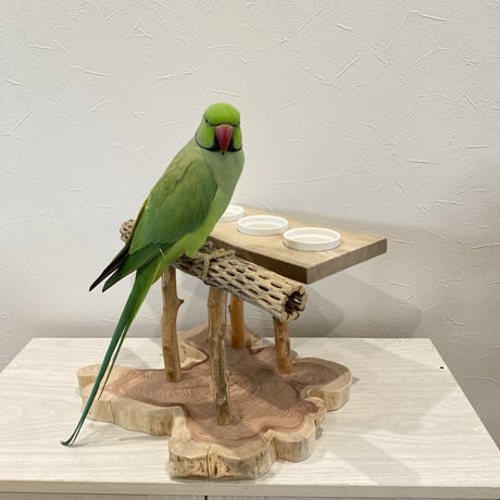 おしゅし屋さん　カクタスカウンタースタンド