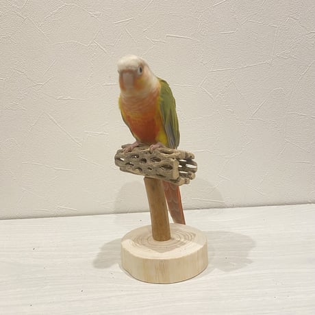 【体重測定用】カクタスのスタンドパーチ③　パーチ長さ10cm／高さ約10cm