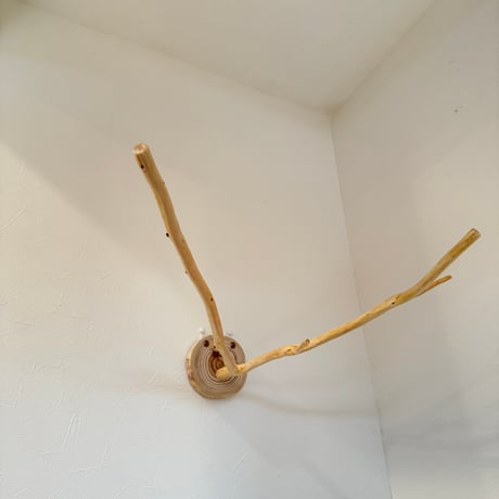 桧のピノキオの鼻①