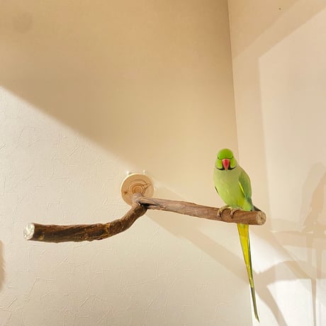 ツタのピノキオの鼻【中型から大型用】