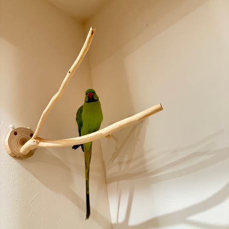 桧のピノキオの鼻 ④  【自然木 天然木 止まり木 インコ オウム】