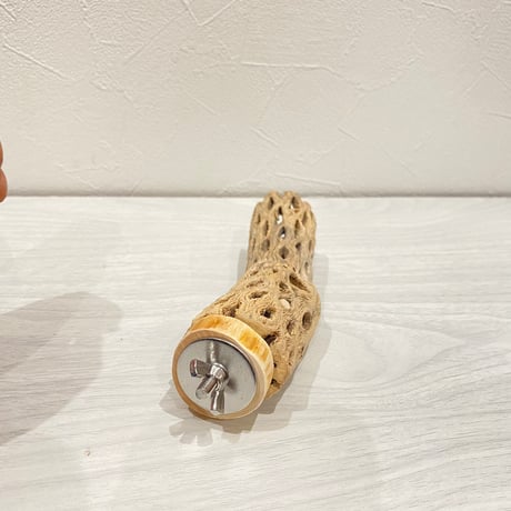 カクタスパーチ② 小サイズ直径3.5〜4cm/13cm