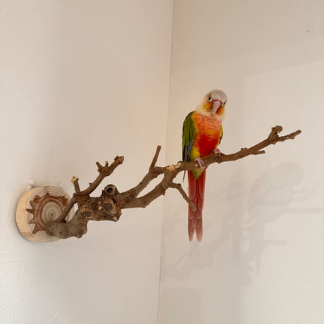 トウカエデのピノキオの鼻【A】
