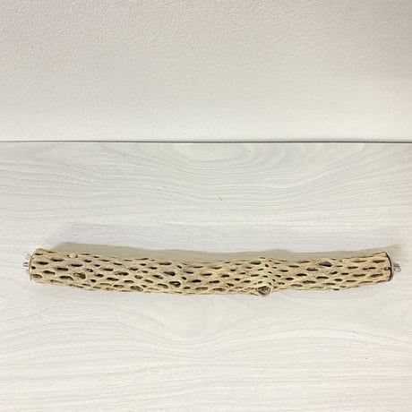 ケージサイズカクタスパーチ⑧ 極小サイズ直径2-3cm HOEI35サイズ